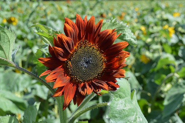 Free Sunflower Pollen photo and picture