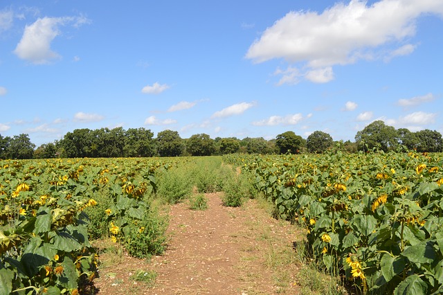 Free Sunflower Bee photo and picture