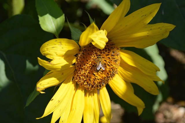 Free Sunflower Bee photo and picture