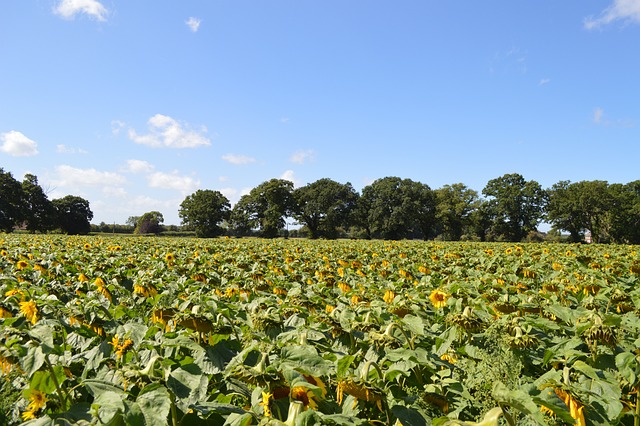 Free Sunflower Bee photo and picture
