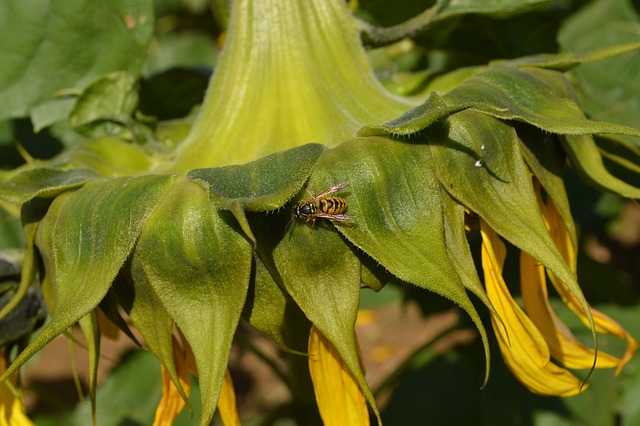 Free Sunflower Bee photo and picture