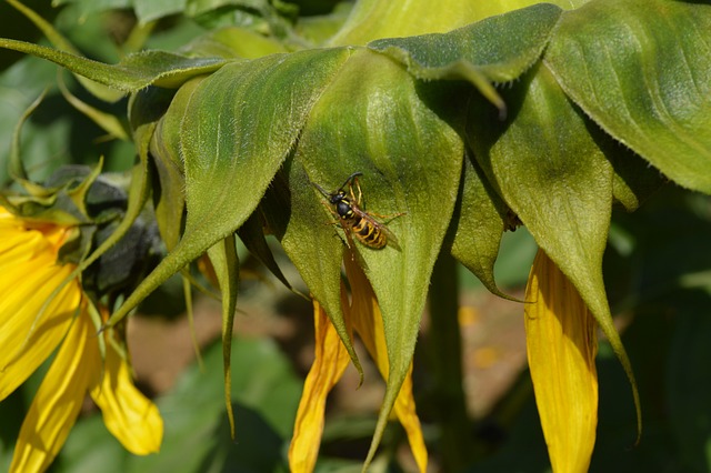 Free Sunflower Bee photo and picture