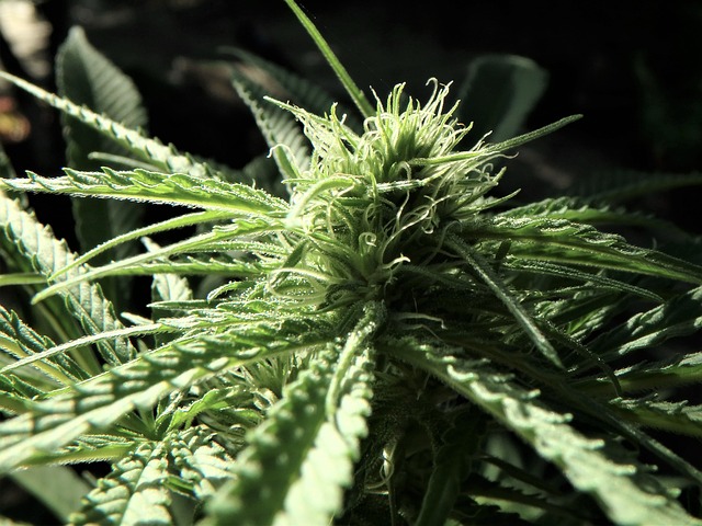 Free Bud Horticulture photo and picture