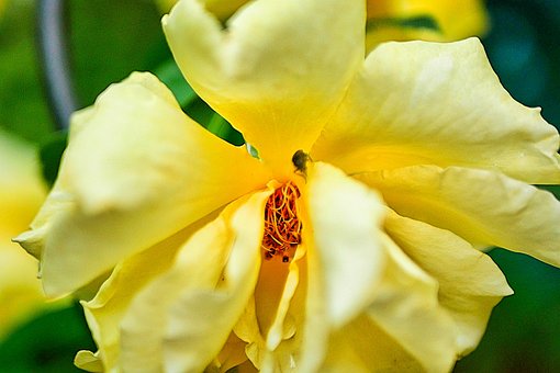 Free Rose Money photo and picture