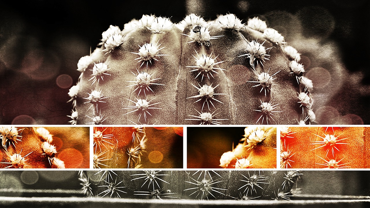 Cactus Free photo on Pixabay Pixabay