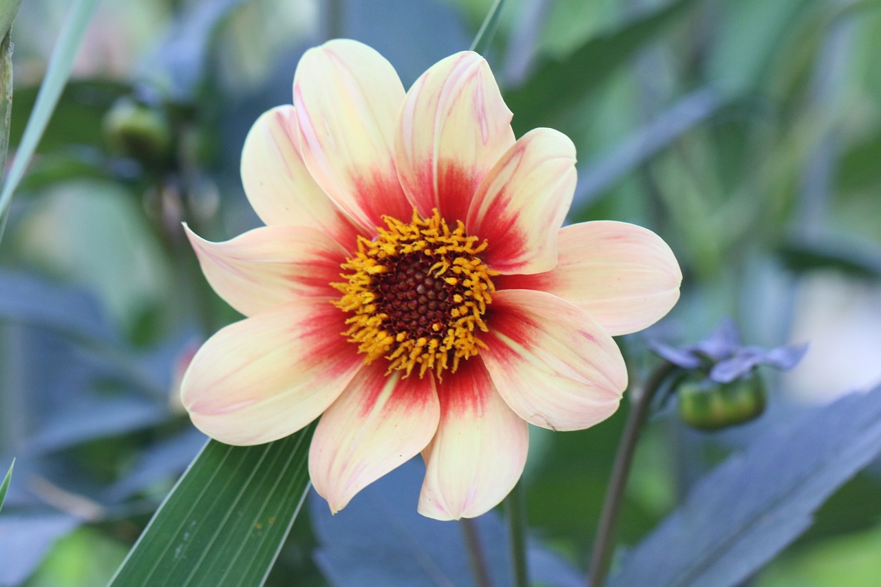 dahlia, flower, bulb, plants, beautiful flowers, flower background, garden, flower wallpaper, nature