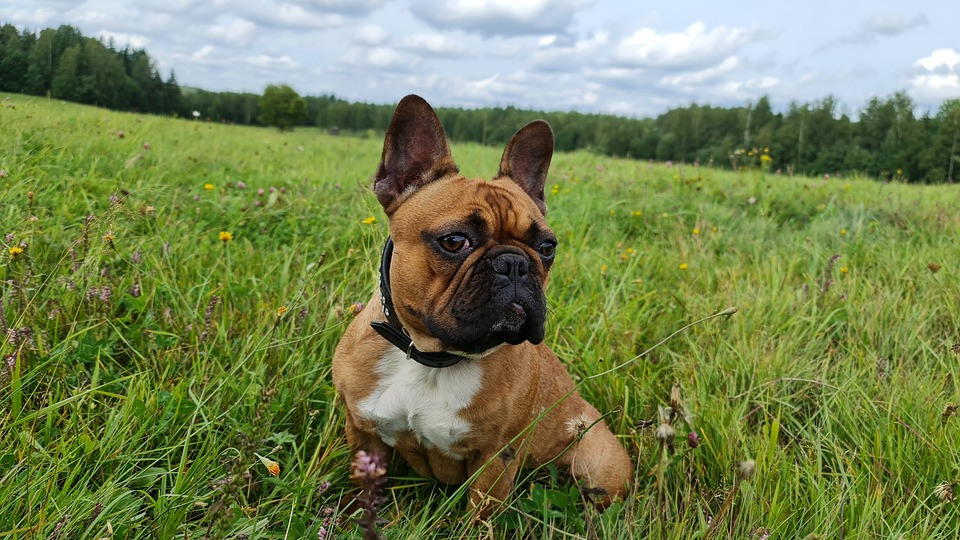 Dog Animals Nature French Free Photo On Pixabay