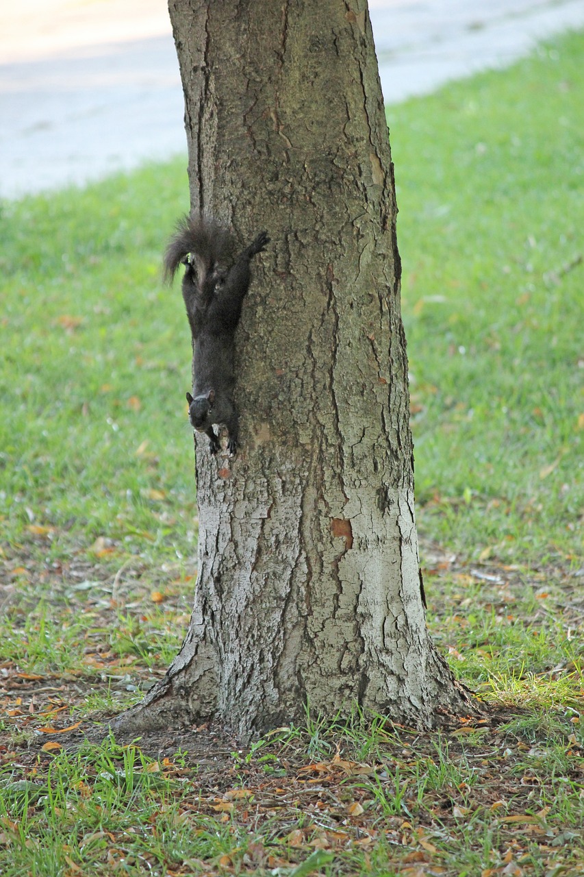 Squirrels Tree Nature Free photo on Pixabay Pixabay