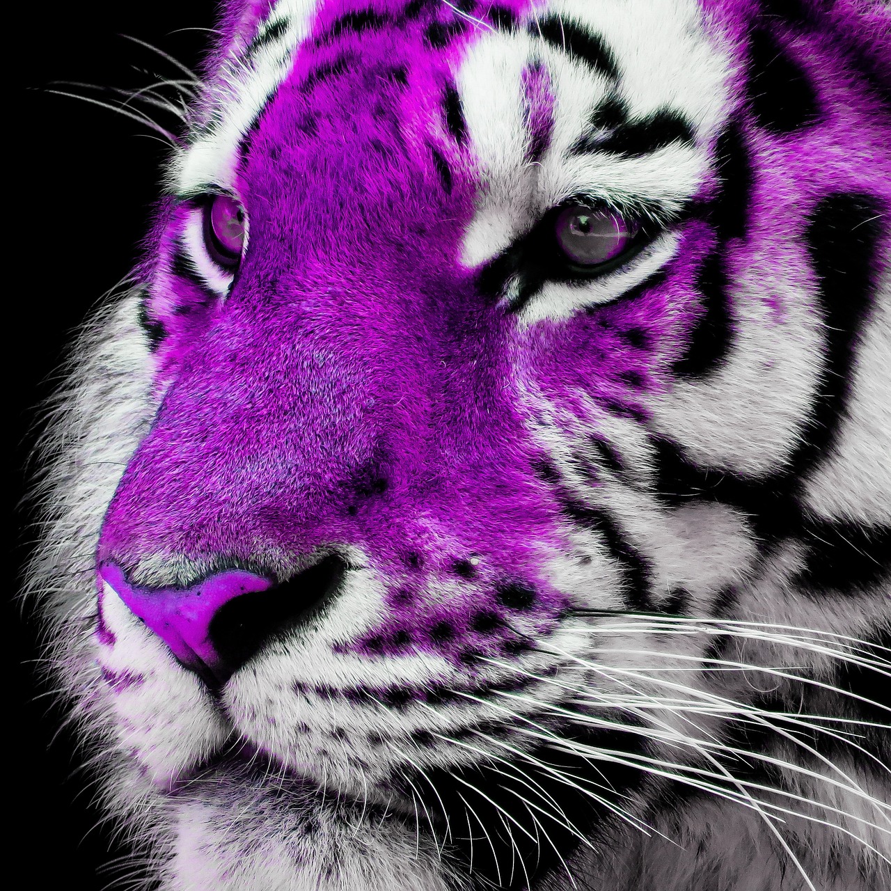 Harimau Cheetah Satwa Foto Gratis Di Pixabay Pixabay harimau-cheetah-satwa-foto-gratis-di-pixabay-pixabay