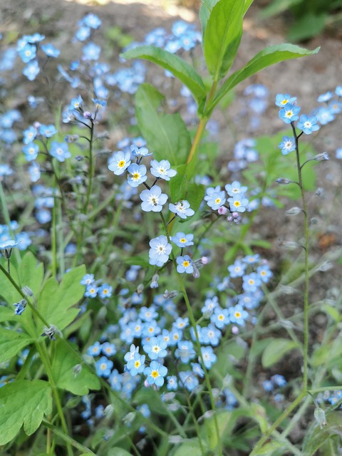 Centáurea, Natureza, Verão, Prado, Flor