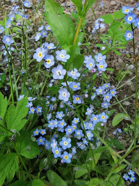 Centáurea, Natureza, Verão, Prado, Flor
