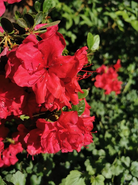 Natureza, Verão, Prado, Prado Flor