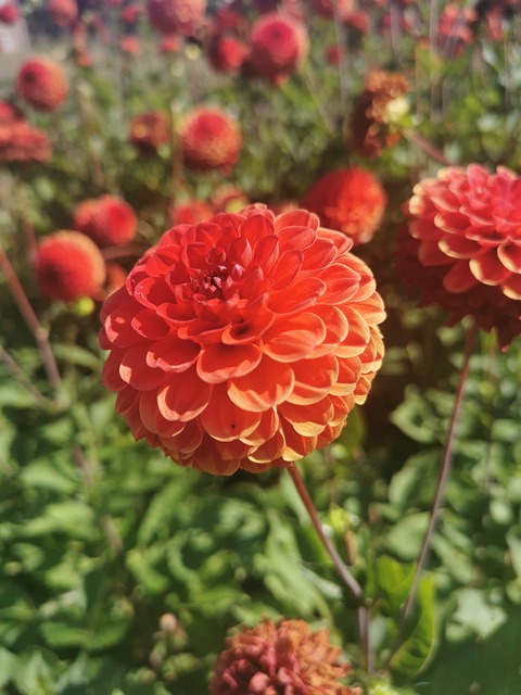 Dália, Fundo Flor, Dália Laranja, Flores