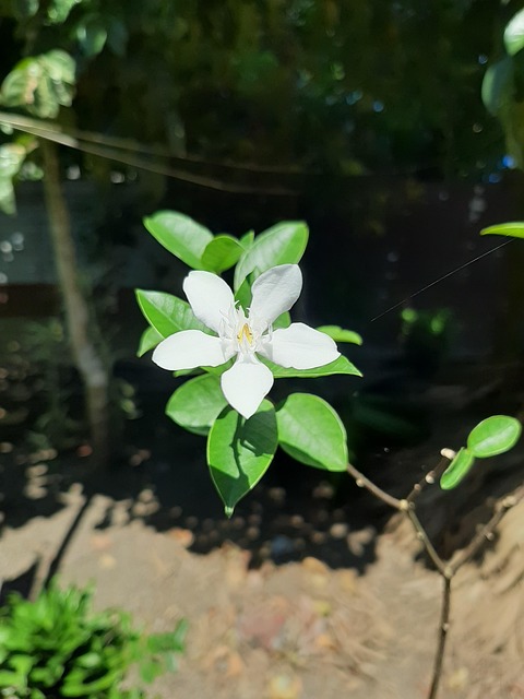 Free Flower White photo and picture