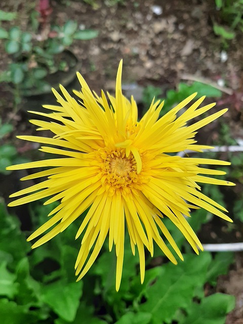 Free Yellow Flower photo and picture