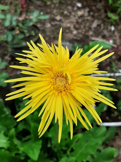 Free Yellow Flower photo and picture
