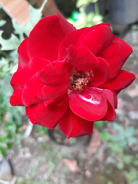 Free Red Flower photo and picture