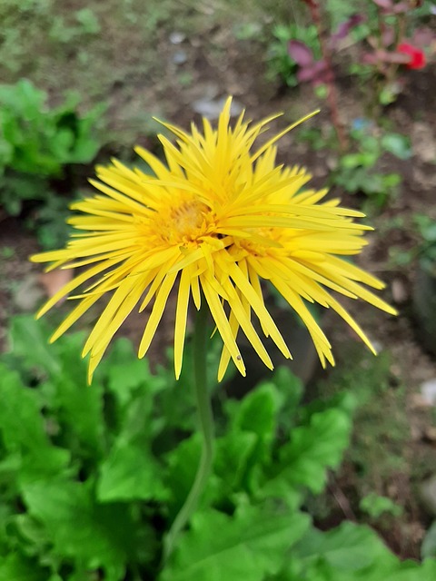Free Yellow Flower photo and picture