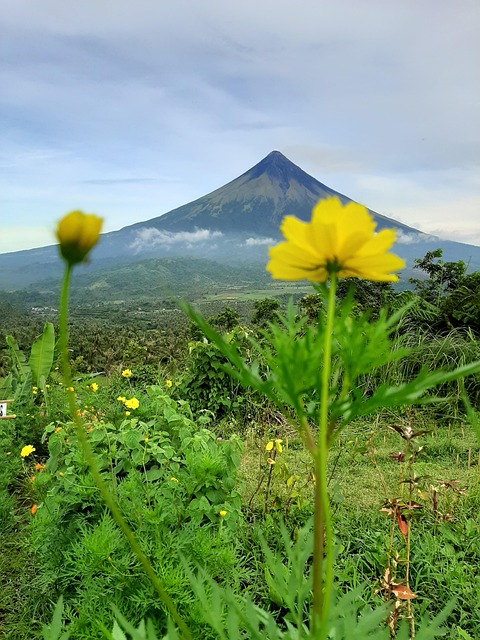 Free Mount Flower photo and picture