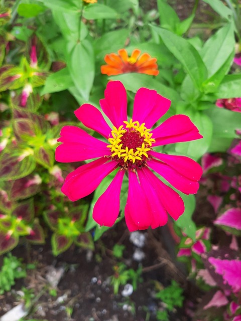 Free Pink Flower photo and picture
