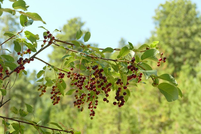 Free Chokecherries Ripe Chokecherries photo and picture
