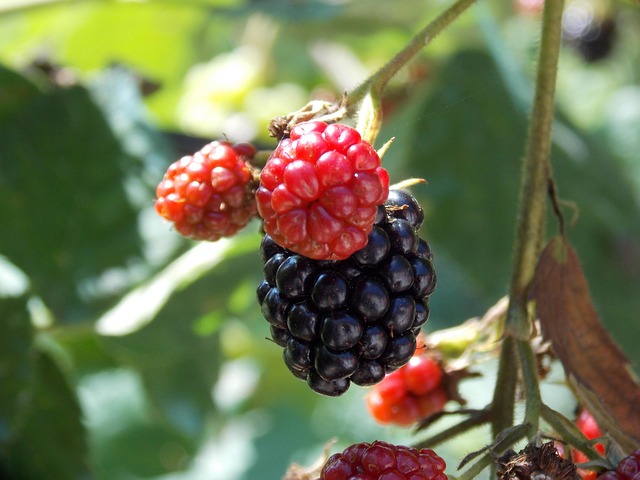 Free Blackberry Summer photo and picture