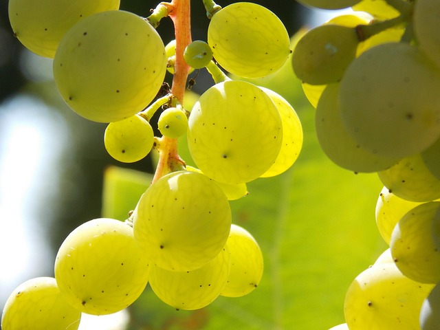 Free Grape Summer photo and picture