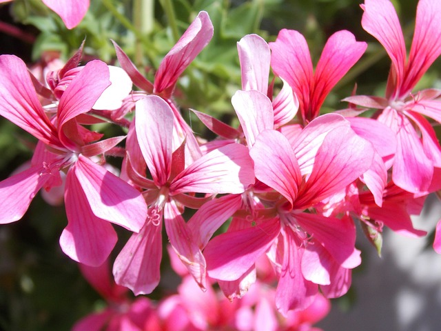 Free Geranium Summer photo and picture