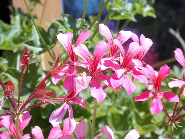 Free Geranium Summer photo and picture