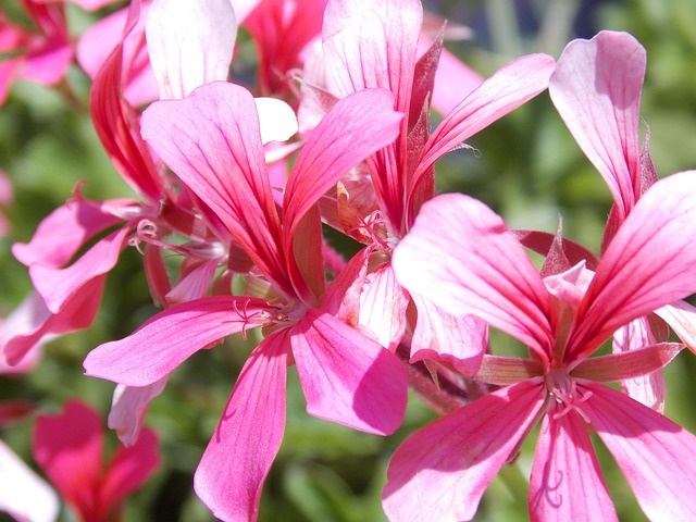 Free Geranium Summer photo and picture