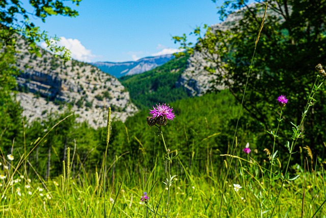 Free Flower Flowers photo and picture