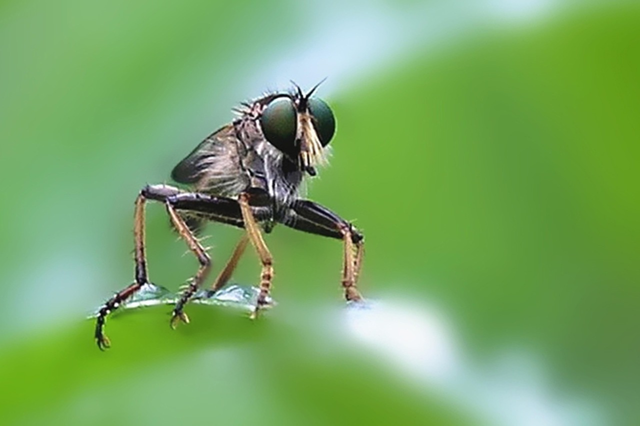 Insekt, Fliegt, Fliege, Biene, Natur