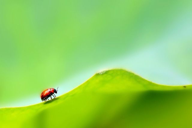 Insekt, Fliegt, Fliege, Biene, Natur