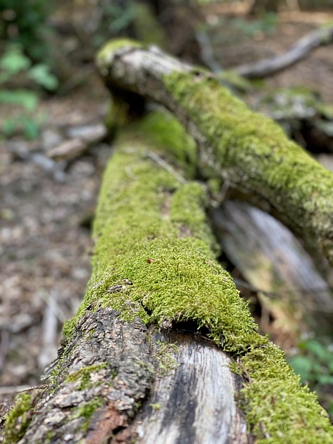 Baumstamm, Baum, Moos, Umgestürzter Baum