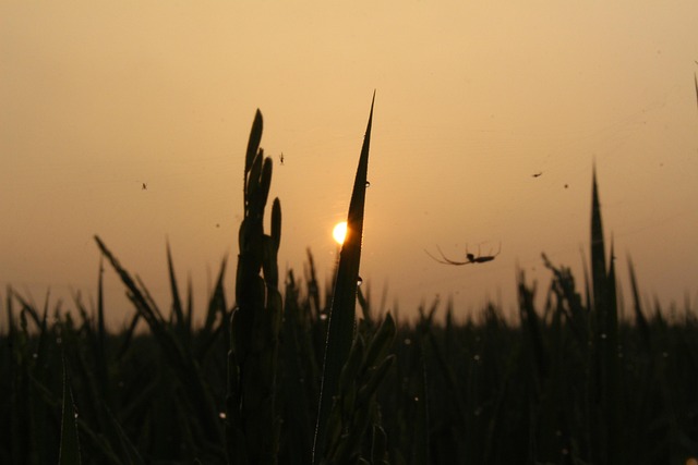 Free Sun Dawn photo and picture