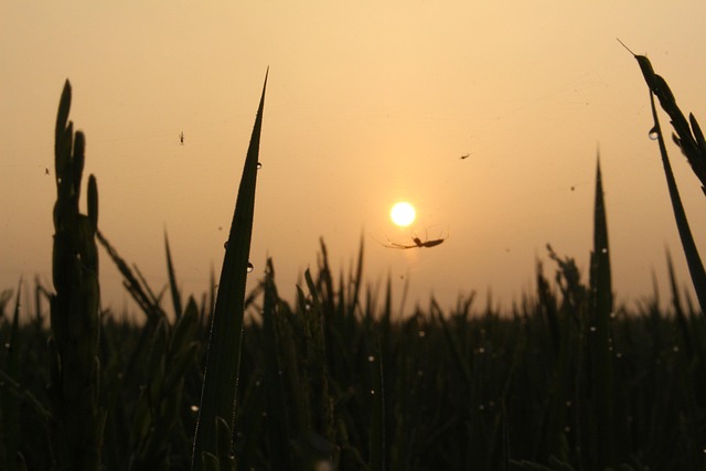 Free Sun Dawn photo and picture