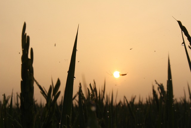 Free Sun Dawn photo and picture