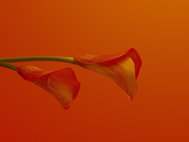 Orange, Rose, Garten, Blumen, Natur