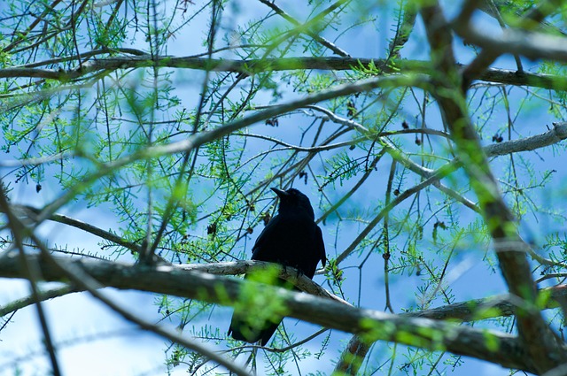 Free Bird Branch photo and picture