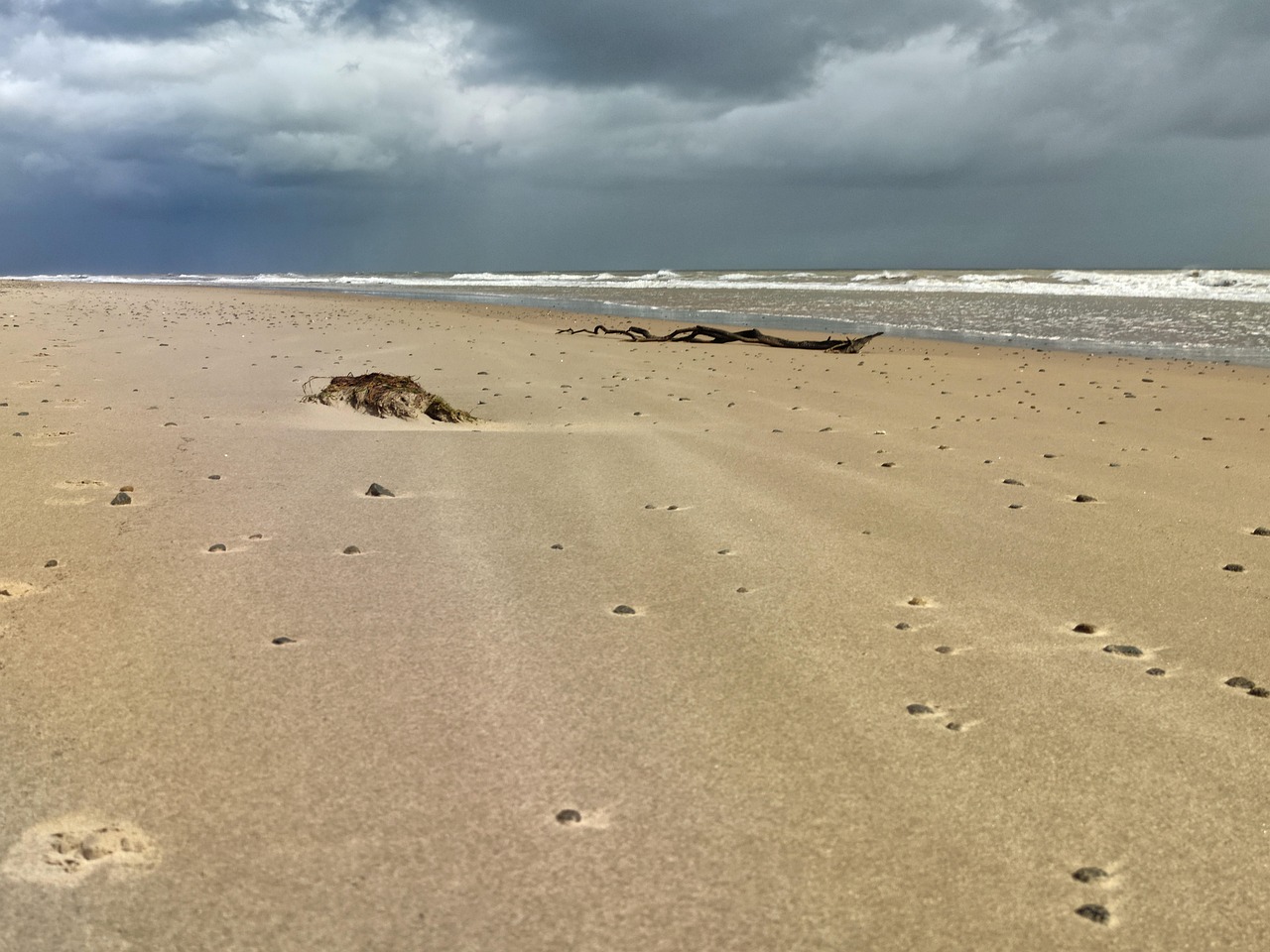 Beach Branch Sea - Free photo on Pixabay - Pixabay