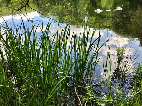 Free Lake Pond photo and picture