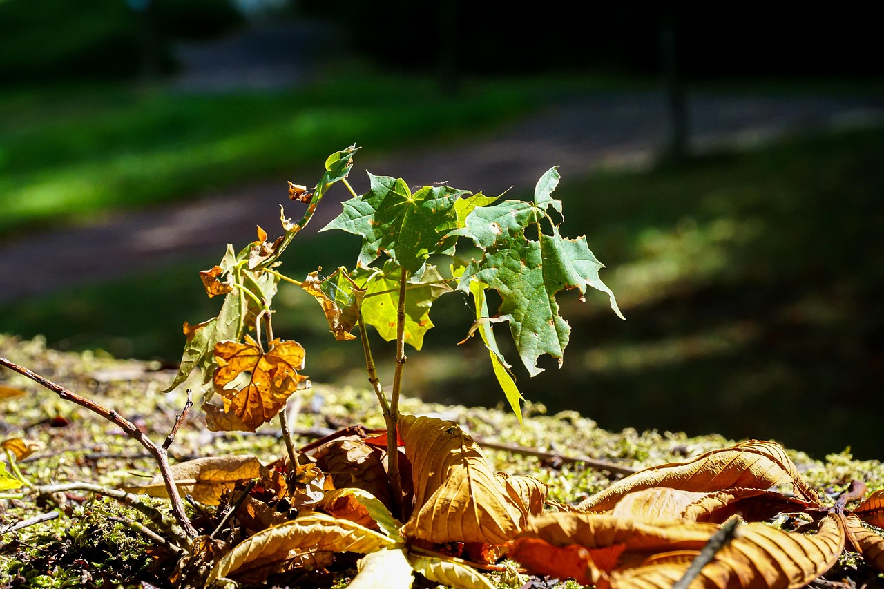 超过 200 张关于“Germinate”和“发芽”的免费图片 - Pixabay