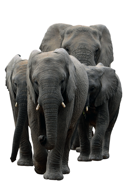 Free elephants mammals pachyderm illustration