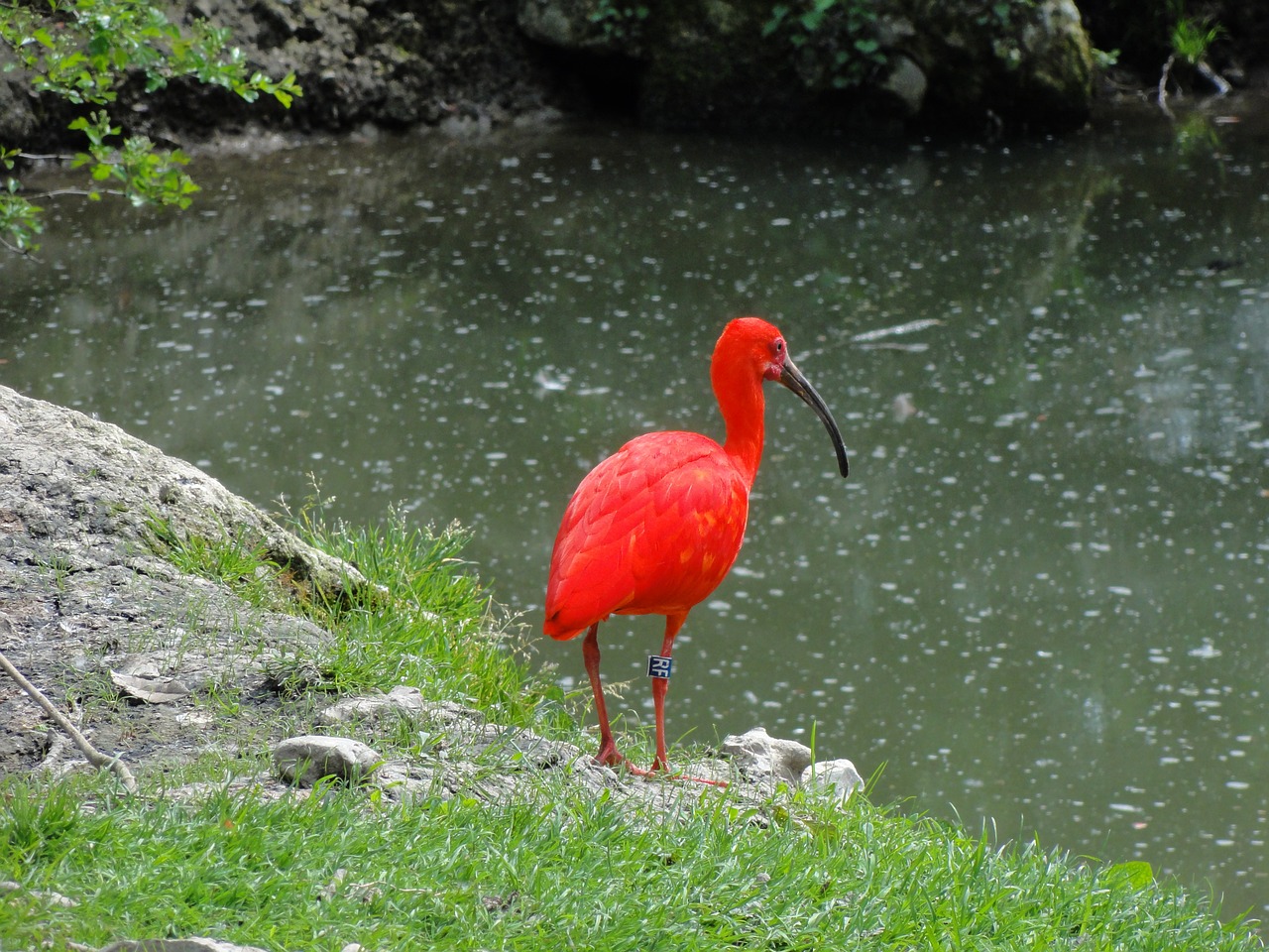 Ibis Oiseau Photo Gratuite Sur Pixabay Pixabay