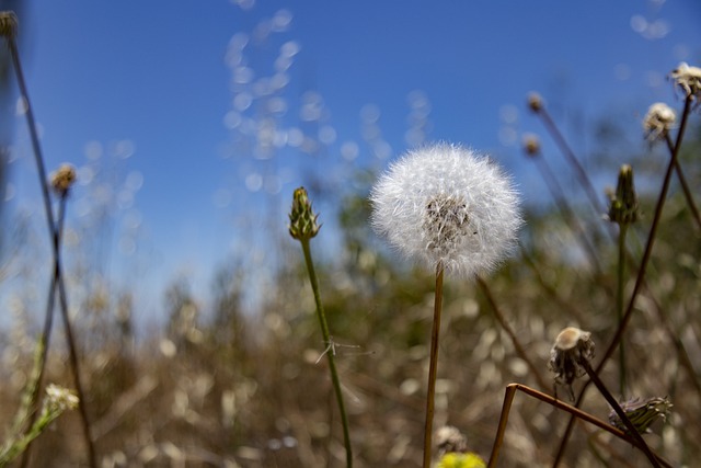 Free Dandelion Desert photo and picture