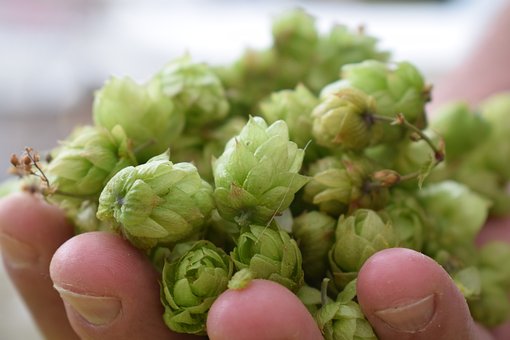 Houblon, Houblon Commun, Fleurs