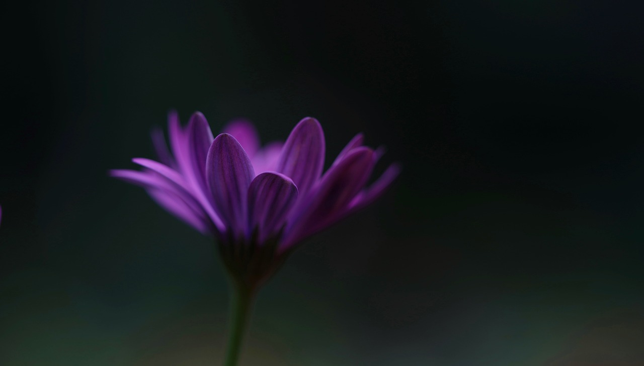 Flower - free online jigsaw puzzle photo