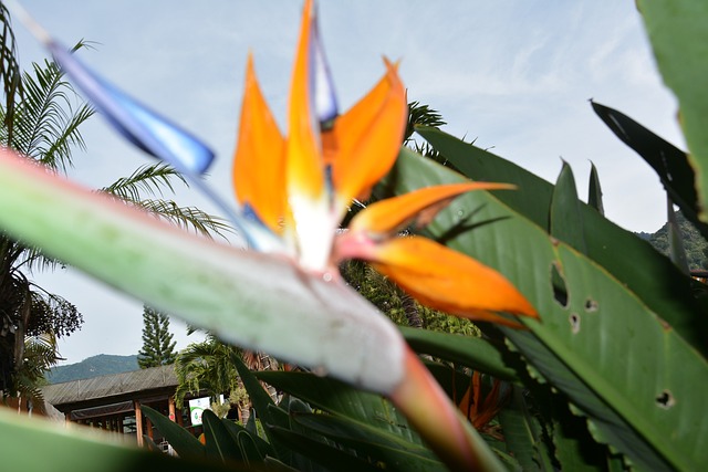 Free Flower Exotic photo and picture