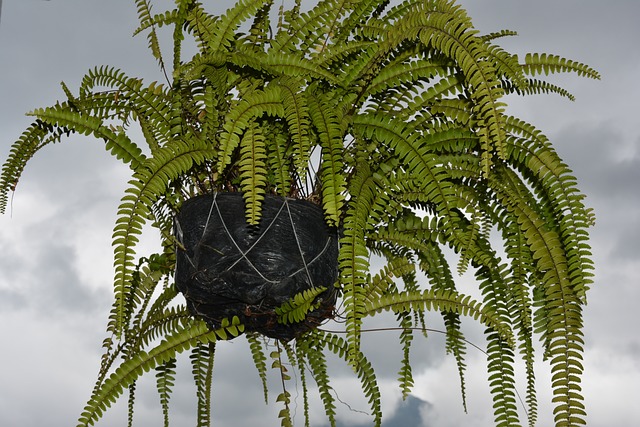 Free Plant Nature photo and picture