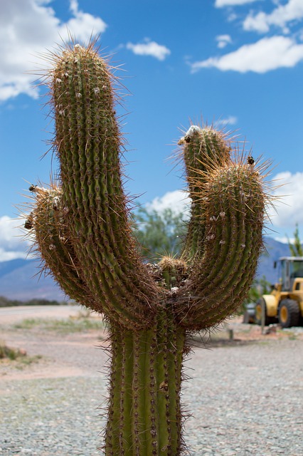 Free Cactus Travel photo and picture